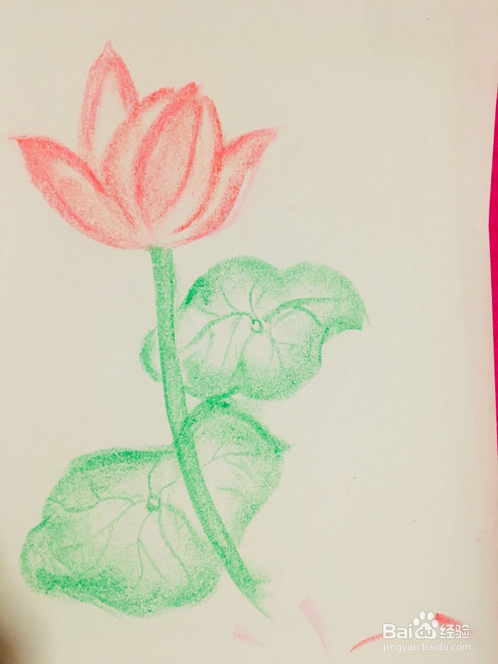 怎样用油画棒画荷花？