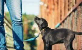 如何照料宠物狗