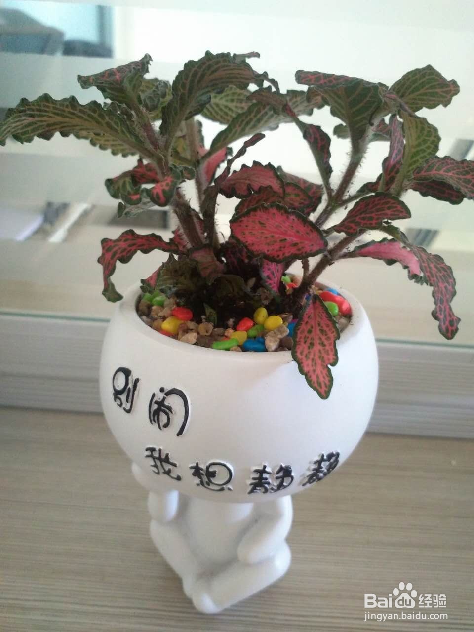 办公室怎样养殖网纹草