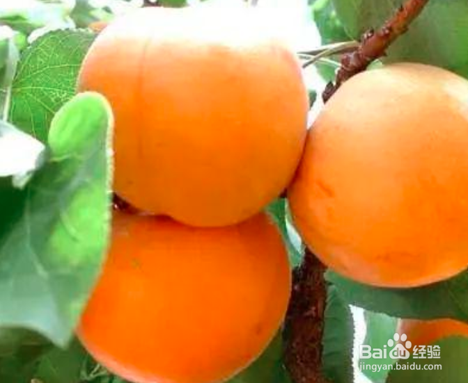 杏子怎么挑选