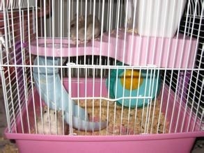 仓鼠养殖注意事项
