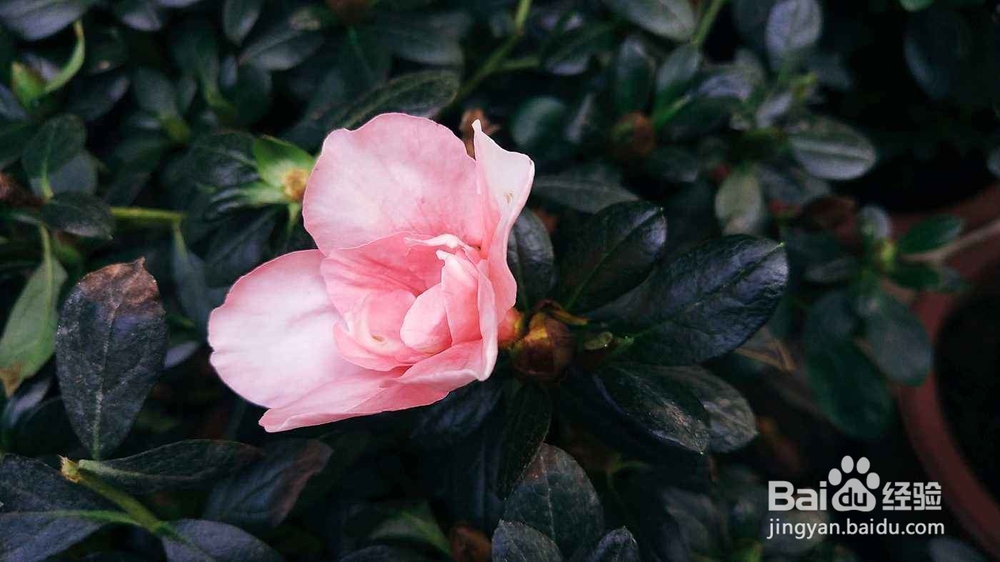 2018年拍照手机有哪些