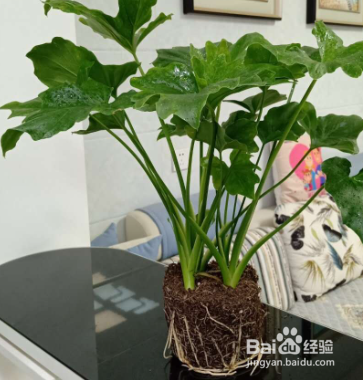 大叶春羽怎么养