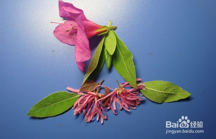 植物艺术画拼装漂亮的深林公主