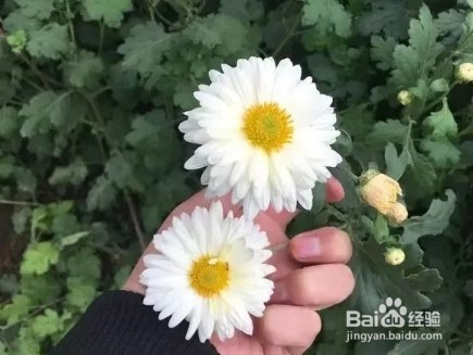 6种花家家必养，小病小痛用得上，药费都省了