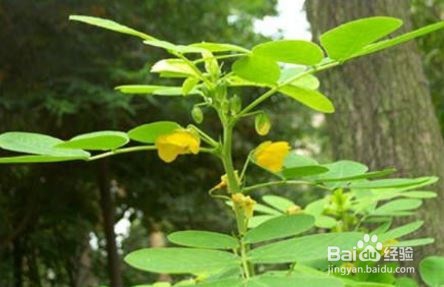 路边常见的野生植物