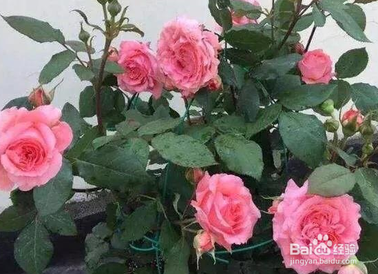 室内月季花怎么养