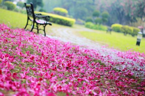 “落花有泪因风雨,啼鸟无情自古今”是什么意思