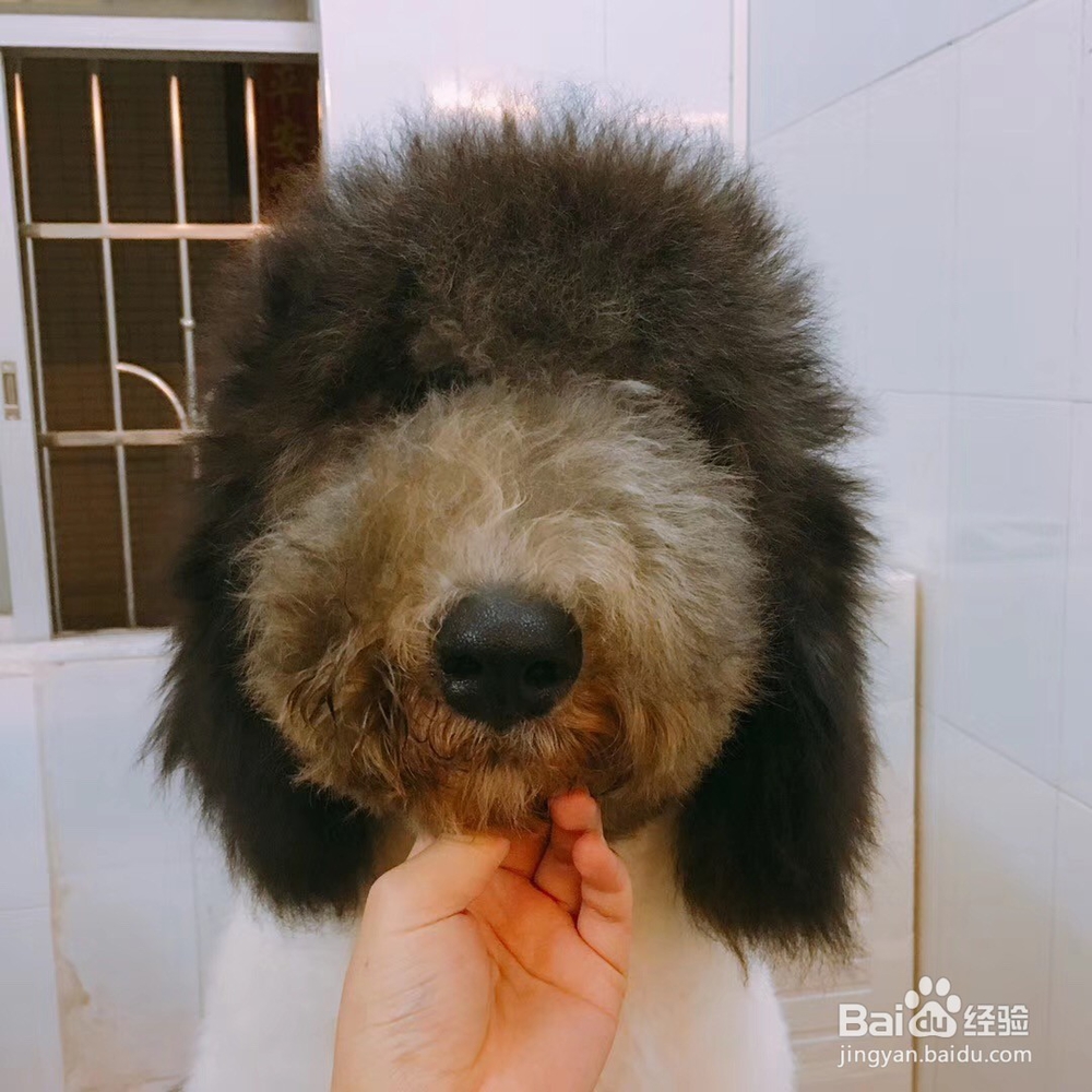 如何在家就可以自己给狗狗洗澡?