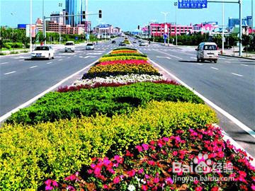 道路绿化带苗木种植技术
