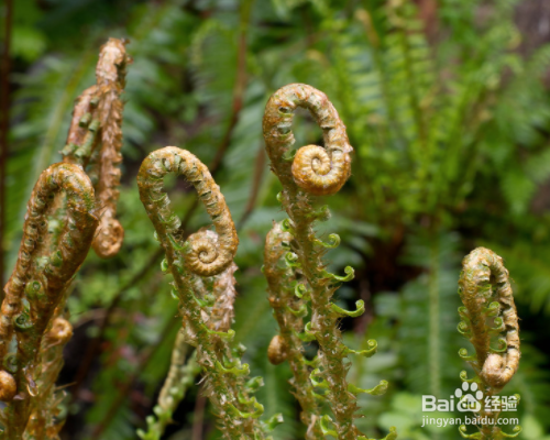常见的野菜有哪些？