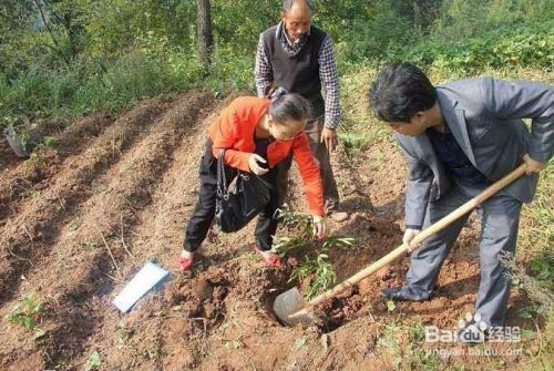花椒树种植方法 百度经验
