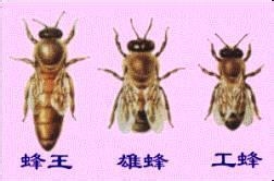 治疗多种疾病蜂蜜的食物疗法