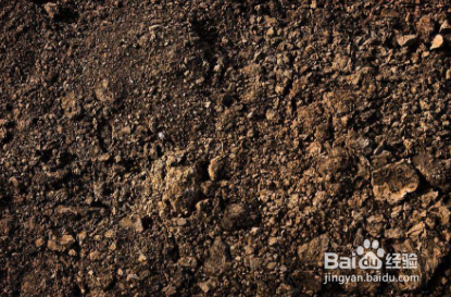 金枝玉叶移盆后叶子掉光了怎么办