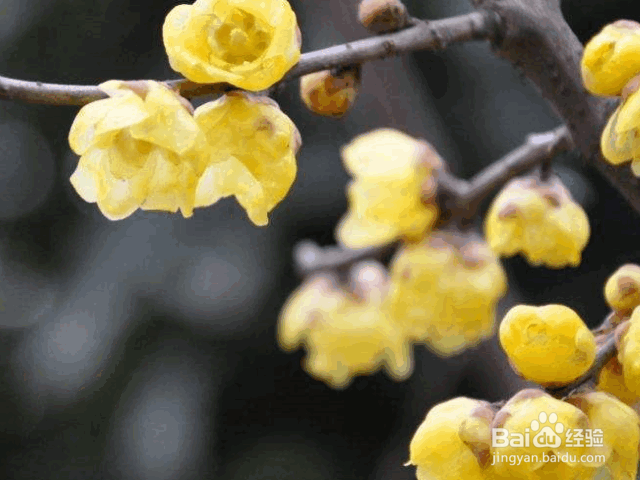 腊梅种子的种植及注意事项