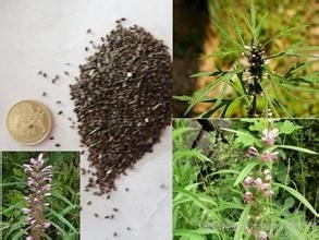 如何正确泡脚来达到养生的目的