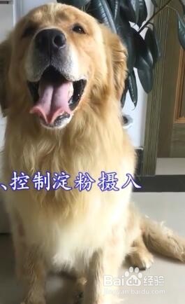 狗狗太胖怎么办