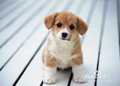 如何训练狗狗变得乖巧，不随地大小便！