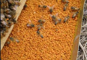 蜂蜜花粉的功效与作用及食用方法