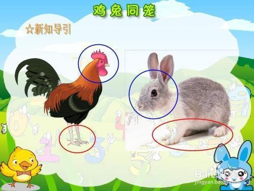 鸡兔同笼经典案例解析