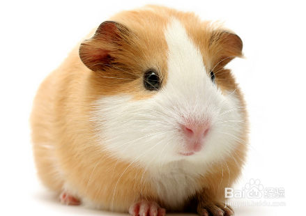 仓鼠怎么养！道听途说可不行，