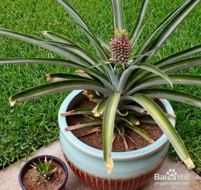 芹菜、菠萝盆栽的制作？