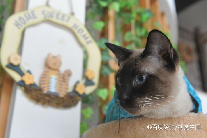 猫咪为什么怕黄瓜呢