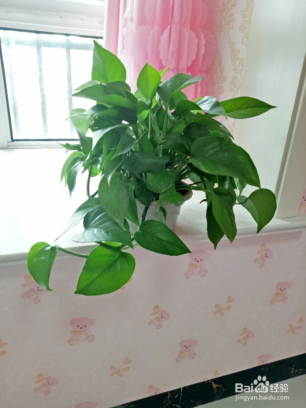 绿萝怎么养才不黄叶