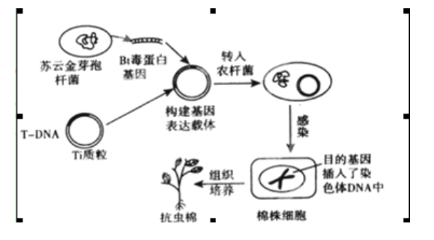目的基因能否稳定遗传的关键是检测什么