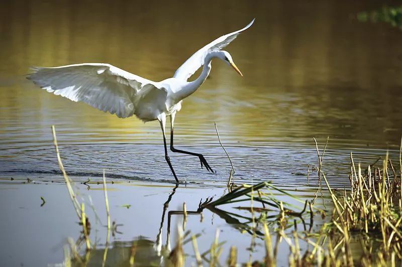 白鹭的身高和体重各是多少