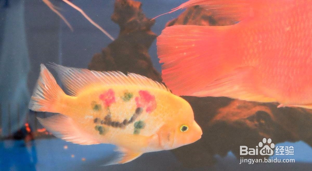 鱼互相攻击怎么办