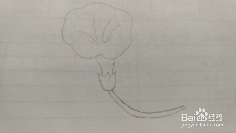 牵牛花——简笔画