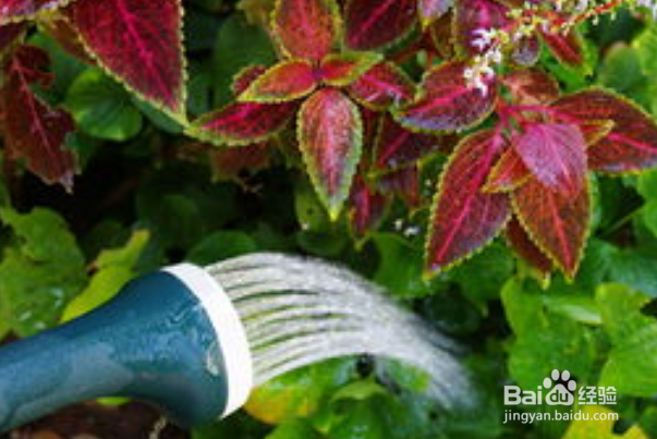 如何培养君子兰？