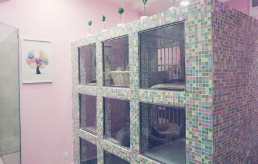 如何经营好一个猫舍