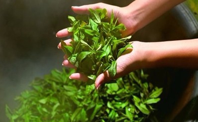 绿茶要泡几泡?那种绿茶最耐泡?