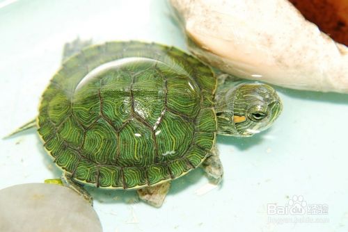 小乌龟的饲养方法