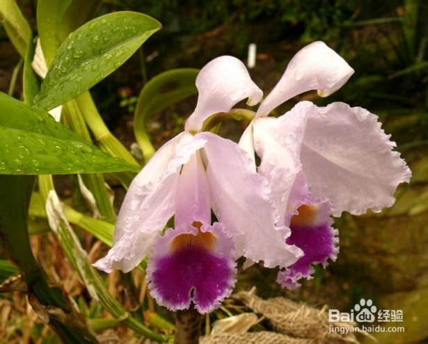 治冻疮，冻疮治疗