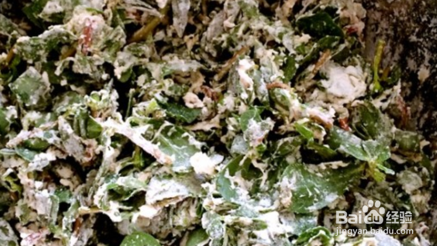 马齿苋素馅怎么做好吃