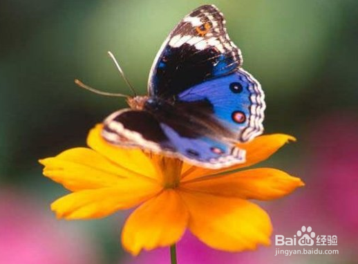 蝴蝶翅膀上的粉末有什么作用