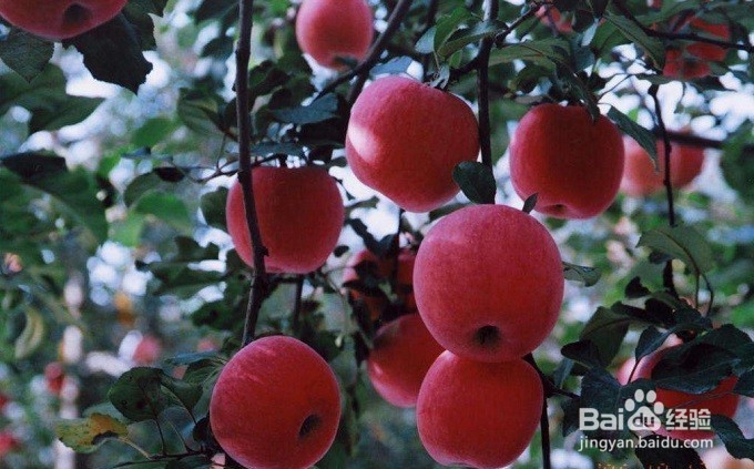<b>如何扩大苹果种植园收入</b>