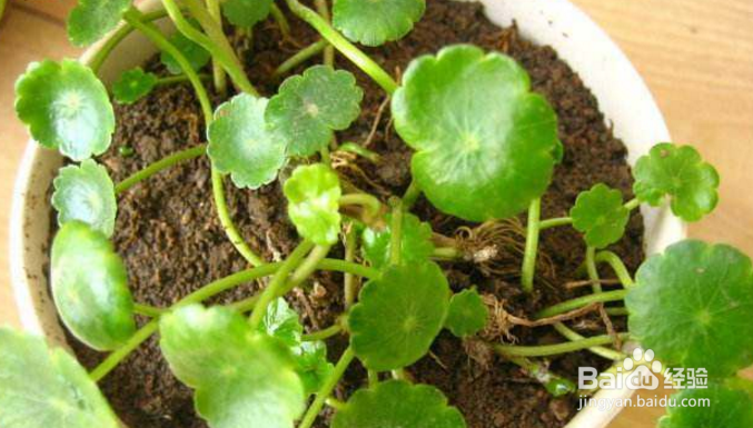 铜钱草怎么繁殖？