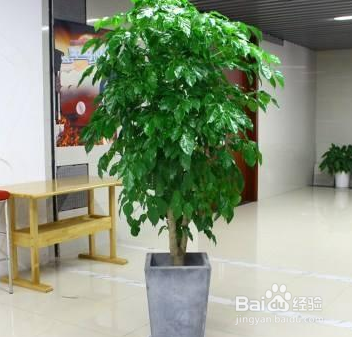 客厅大，花盆栽啥花好