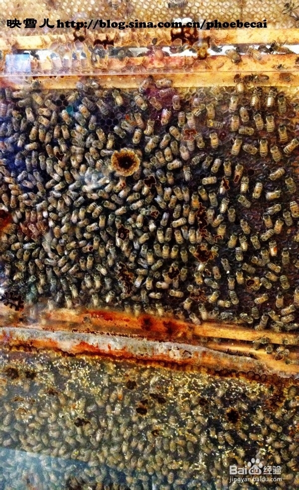 温哥华小学生郊游学什么