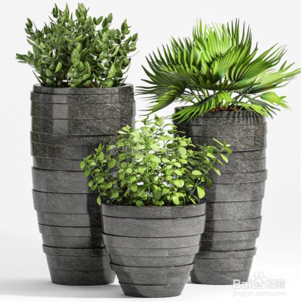 春季给植物换盆该注意些什么？