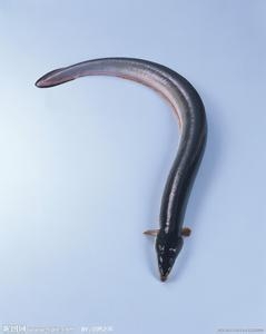 哪些食物一起吃会相克(13)