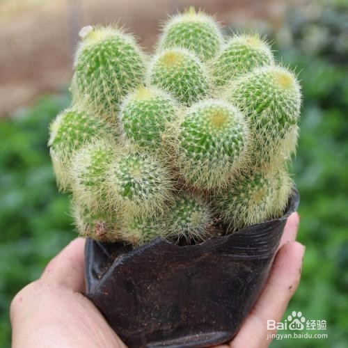 金丝猴仙人球怎么养?