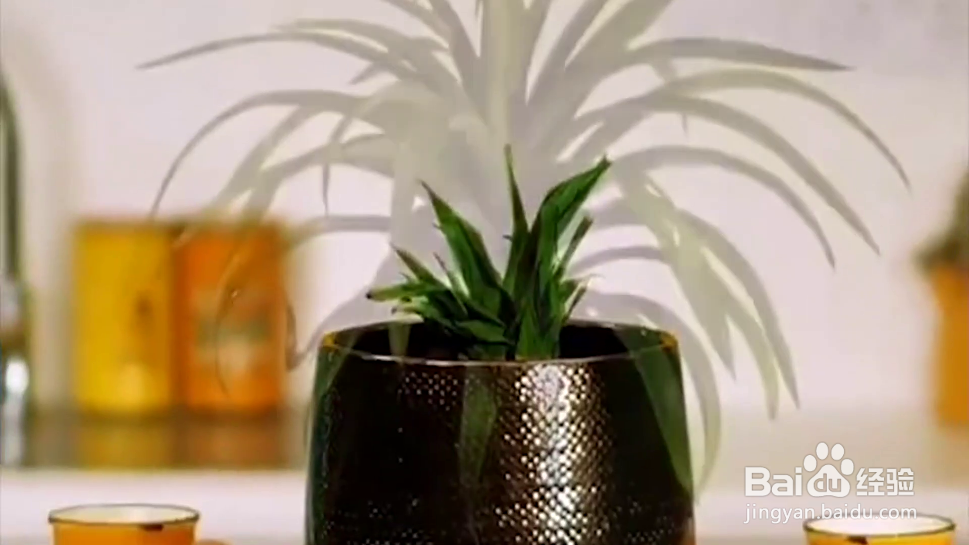 教你水果种植小技巧？