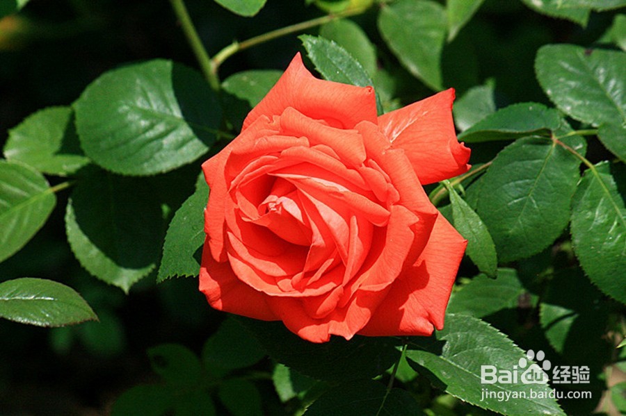 如何区分月季和玫瑰