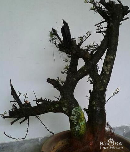 火棘下山桩怎么栽培