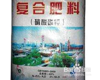 大岩桐花怎么养